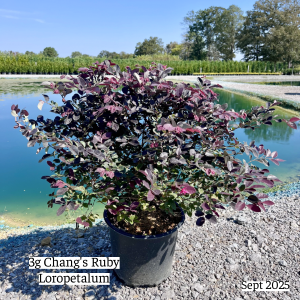 September 2025 3g Chang Ruby Loropetalum Single Website